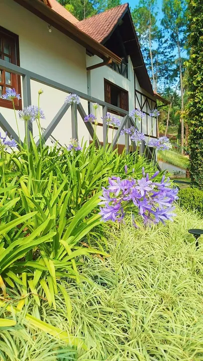 Agapantos floridos compondo jardim residencial