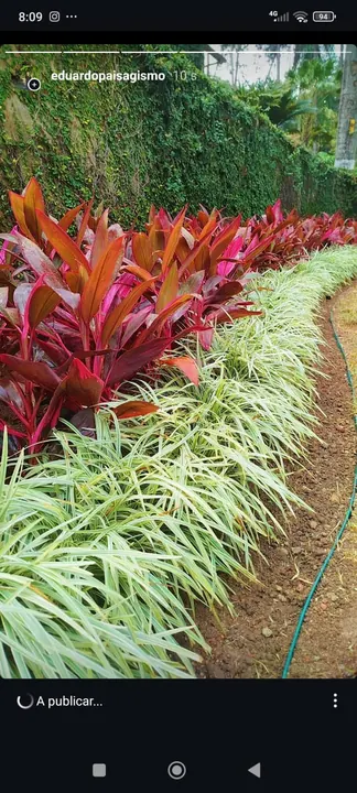 Composição de folhagens verdes e vermelhas em jardim