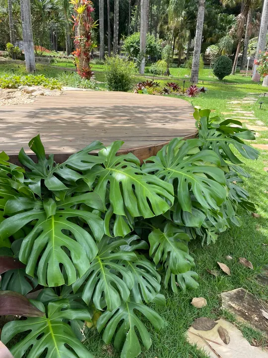 Maciço de costela-de-adão em jardim residencial