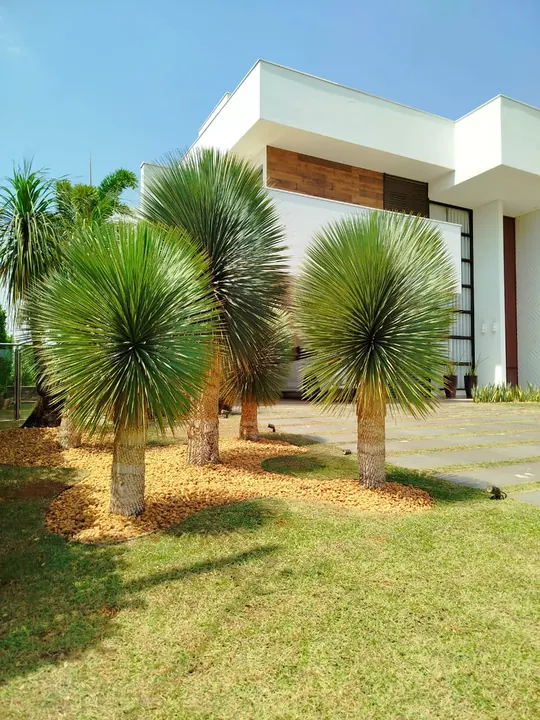 Jardim frontal com yuccas ornamentais e pedriscos