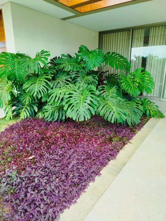 Composição densa de folhagens tropicais e forração roxa