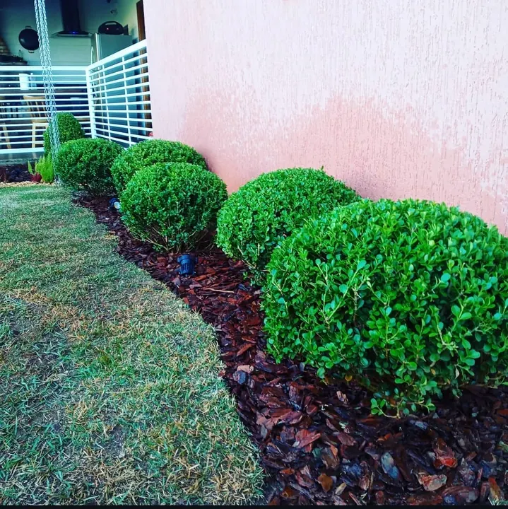 Buxinhos podados em topiaria junto à fachada